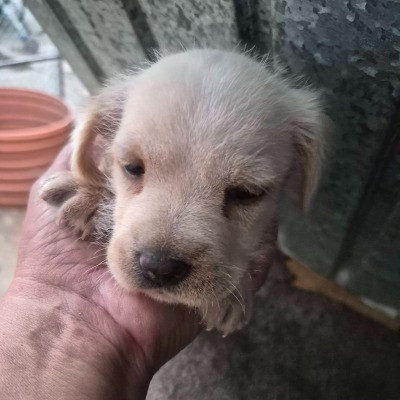 Mello